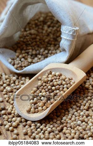 Corianderseeds ( Coriandrum sativum) with wooden shovel View Large Photo Image Stock Image - Corianderseeds ( Coriandrum sativum) with wooden shovel. Fotosearch