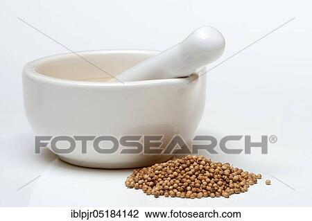 Corianderseeds ( Coriandrum sativum) with grating bowl, mortar View Large Photo Image Stock Image - Corianderseeds ( Coriandrum sativum) with grating bowl, mortar. Fotosearch