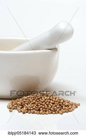 Corianderseeds ( Coriandrum sativum) with grating bowl, mortar View Large Photo Image Stock Image - Corianderseeds ( Coriandrum sativum) with grating bowl, mortar. Fotosearch