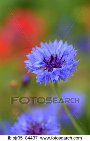Corn Flower (Centaurea cyanus) View Large Photo Image Stock Photo - Corn Flower (Centaurea cyanus). Fotosearch