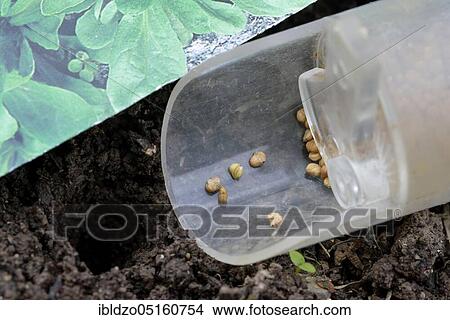 Picture - Corn salad (Valerianella locusta). Fotosearch