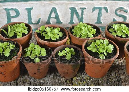 Corn salad (Valerianella locusta) Seedlings View Large Photo Image Stock Photo - Corn salad (Valerianella locusta) Seedlings. Fotosearch