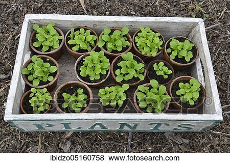 Corn salad (Valerianella locusta) Seedlings View Large Photo Image Stock Photo - Corn salad (Valerianella locusta) Seedlings. Fotosearch