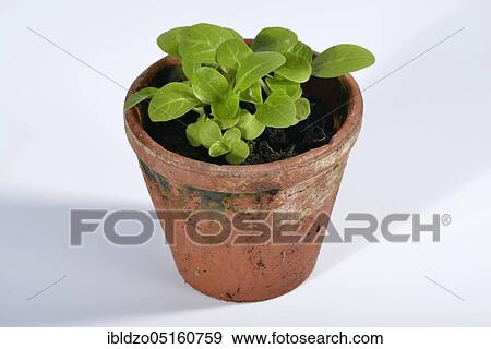 Corn salad (Valerianella locusta) Seedlings View Large Photo Image Stock Photo - Corn salad (Valerianella locusta) Seedlings. Fotosearch