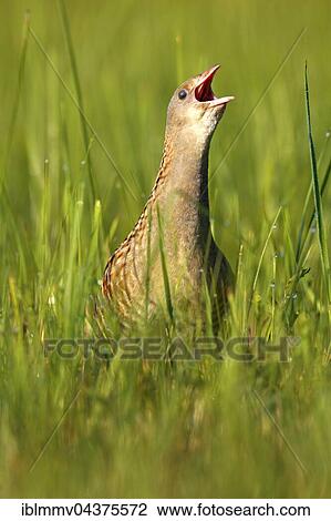 Stock Image - Corncrake (Crex crex), calling male in a meadow with morning dew, Middle Elbe Biosphere Reserve, Saxony-Anhalt, Germany, Europe. Fotosearch