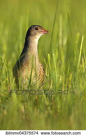 Corncrake (Crex crex) in tall grass, male in a meadow with morning dew, Middle Elbe Biosphere Reserve, Saxony-Anhalt, Germany, Europe View Large Photo Image Picture - Corncrake (Crex crex) in tall grass, male in a meadow with morning dew, Middle Elbe Biosphere Reserve, Saxony-Anhalt, Germany, Europe. Fotosearch