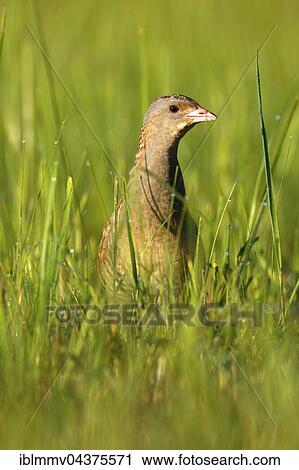 Corncrake (Crex crex) in tall grass, male in a meadow with morning dew, Middle Elbe Biosphere Reserve, Saxony-Anhalt, Germany, Europe View Large Photo Image Stock Image - Corncrake (Crex crex) in tall grass, male in a meadow with morning dew, Middle Elbe Biosphere Reserve, Saxony-Anhalt, Germany, Europe. Fotosearch
