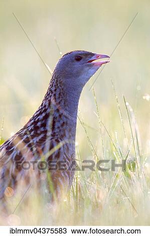 Corncrake (Crex crex) in tall grass, male in a meadow with morning dew, Middle Elbe Biosphere Reserve, Saxony-Anhalt, Germany, Europe View Large Photo Image Stock Image - Corncrake (Crex crex) in tall grass, male in a meadow with morning dew, Middle Elbe Biosphere Reserve, Saxony-Anhalt, Germany, Europe. Fotosearch