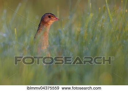 Corncrake (Crex crex) in tall grass, male in a meadow with morning dew, Middle Elbe Biosphere Reserve, Saxony-Anhalt, Germany, Europe View Large Photo Image Stock Photo - Corncrake (Crex crex) in tall grass, male in a meadow with morning dew, Middle Elbe Biosphere Reserve, Saxony-Anhalt, Germany, Europe. Fotosearch