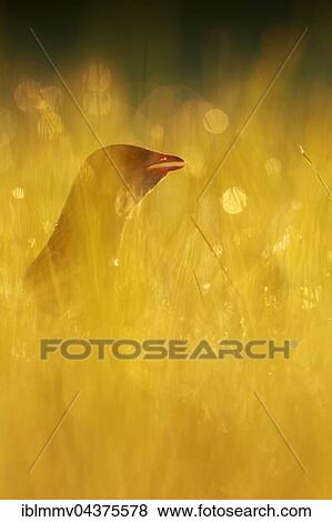 Corncrake (Crex crex) in tall grass, male in a meadow backlit, Middle Elbe Biosphere Reserve, Saxony-Anhalt, Germany, Europe View Large Photo Image Stock Photo - Corncrake (Crex crex) in tall grass, male in a meadow backlit, Middle Elbe Biosphere Reserve, Saxony-Anhalt, Germany, Europe. Fotosearch