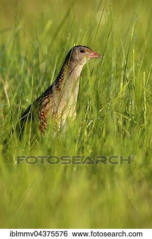 Corncrake (Crex crex) in tall grass, male in a meadow with morning dew, Middle Elbe Biosphere Reserve, Saxony-Anhalt, Germany, Europe View Large Photo Image Stock Photograph - Corncrake (Crex crex) in tall grass, male in a meadow with morning dew, Middle Elbe Biosphere Reserve, Saxony-Anhalt, Germany, Europe. Fotosearch