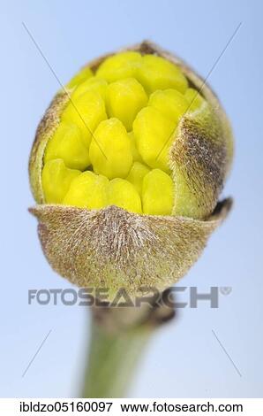 Cornelian cherry (Cornus mas) bud and flower, flower View Large Photo Image Stock Photo - Cornelian cherry (Cornus mas) bud and flower, flower. Fotosearch