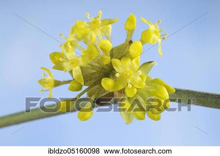 Cornelian cherry (Cornus mas) bud and flower, flower View Large Photo Image Stock Photo - Cornelian cherry (Cornus mas) bud and flower, flower. Fotosearch