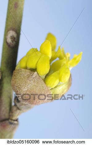 Stock Photograph - Cornelian cherry (Cornus mas) bud and flower, flower. Fotosearch
