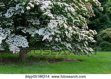Picture - Cornus kousa ( Cornus kousa var. chinensis) England, Great Britain. Fotosearch