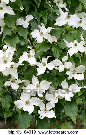 Cornus kousa (Cornus kousa var. chinensis) View Large Photo Image Stock Photo - Cornus kousa (Cornus kousa var. chinensis). Fotosearch