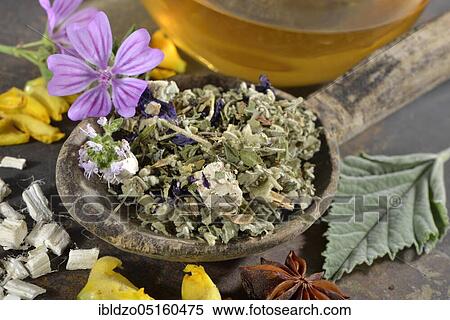 Stock Photography - Cough-breast tea, marshmallow leaves (Althaea officinalis) marshmallow root, liquorice root (Glycyrrhiza glabra), thyme, lungwort, star anise fruit, mallow blossoms, royal candle blossoms (Althaeae folium) (Althaeae radix) (Glycyrrhizae radix), Th. Fotosearch