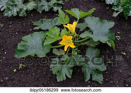 Stock Photo - Courgette ( Cucurbita pepo) var. giromontiina. Fotosearch