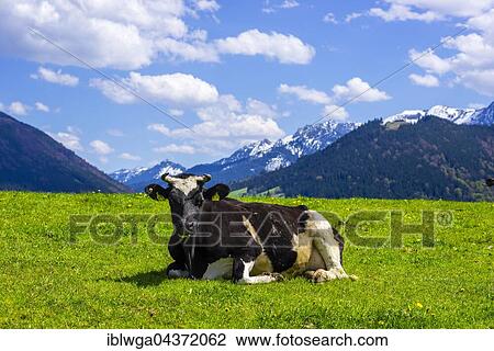 Stock Image - Cow (Bos primigenius taurus) lying in pasture, Ostallgäu, Allgäu, Bavaria, Germany, Europe. Fotosearch