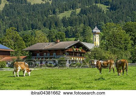Cows on a pasture, cattle (Bos primigenius taurus), farmhouse and former monastery St. Martin, Martinsmünster, Fischbachau, Leitzachtal, Upper Bavaria, Bavaria, Germany, Europe View Large Photo Image Stock Image - Cows on a pasture, cattle (Bos primigenius taurus), farmhouse and former monastery St. Martin, Martinsmünster, Fischbachau, Leitzachtal, Upper Bavaria, Bavaria, Germany, Europe. Fotosearch