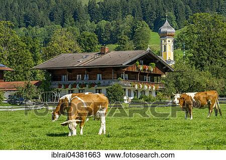 Cows on a pasture, cattle (Bos primigenius taurus), farmhouse and former monastery St. Martin, Martinsmünster, Fischbachau, Leitzachtal, Upper Bavaria, Bavaria, Germany, Europe View Large Photo Image Stock Image - Cows on a pasture, cattle (Bos primigenius taurus), farmhouse and former monastery St. Martin, Martinsmünster, Fischbachau, Leitzachtal, Upper Bavaria, Bavaria, Germany, Europe. Fotosearch