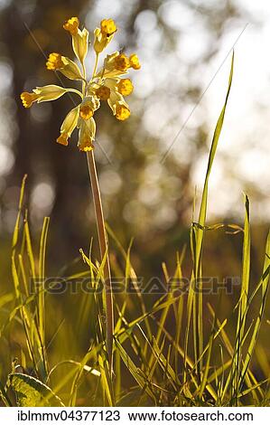 Cowslip (Primula veris), nature park Peenetal, Mecklenburg-Western Pomerania, Germany, Europe View Large Photo Image Stock Image - Cowslip (Primula veris), nature park Peenetal, Mecklenburg-Western Pomerania, Germany, Europe. Fotosearch