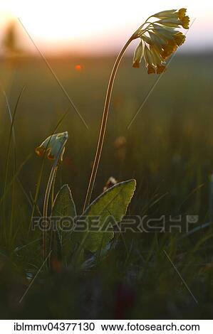 Cowslip (Primula veris), nature Peenetal, Mecklenburg-Western Pomerania, Germany, Europe View Large Photo Image Stock Image - Cowslip (Primula veris), nature Peenetal, Mecklenburg-Western Pomerania, Germany, Europe. Fotosearch