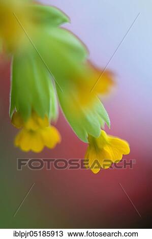 Cowslip (Primula veris) View Large Photo Image Stock Image - Cowslip (Primula veris). Fotosearch