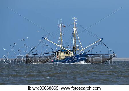 Crab cutter in the Wadden Sea, Wadden Sea National Park, North Sea, North Frisia, Schleswig-Holstein, Germany, Europe View Large Photo Image Stock Image - Crab cutter in the Wadden Sea, Wadden Sea National Park, North Sea, North Frisia, Schleswig-Holstein, Germany, Europe. Fotosearch