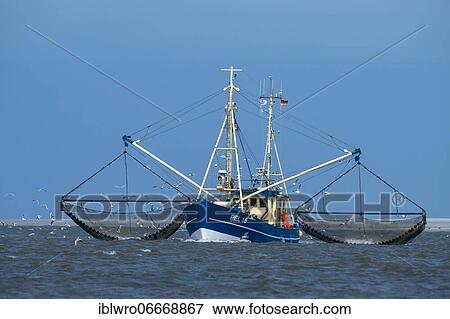 Crab cutter in the Wadden Sea, Wadden Sea National Park, North Sea, North Frisia, Schleswig-Holstein, Germany, Europe View Large Photo Image Stock Photo - Crab cutter in the Wadden Sea, Wadden Sea National Park, North Sea, North Frisia, Schleswig-Holstein, Germany, Europe. Fotosearch