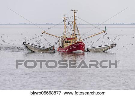 Crab cutter in the Wadden Sea, Wadden Sea National Park, North Sea, North Frisia, Schleswig-Holstein, Germany, Europe View Large Photo Image Stock Photo - Crab cutter in the Wadden Sea, Wadden Sea National Park, North Sea, North Frisia, Schleswig-Holstein, Germany, Europe. Fotosearch