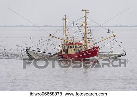 Crab cutter in the Wadden Sea, Wadden Sea National Park, North Sea, North Frisia, Schleswig-Holstein, Germany, Europe View Large Photo Image Stock Photo - Crab cutter in the Wadden Sea, Wadden Sea National Park, North Sea, North Frisia, Schleswig-Holstein, Germany, Europe. Fotosearch