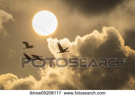 Cranes at sunset, Lower Saxony, Germany, Europe View Large Photo Image Stock Photo - Cranes at sunset, Lower Saxony, Germany, Europe. Fotosearch