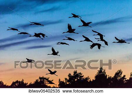 Stock Photography - Cranes (Grus grus), Crane roost, Grambow, Mecklenburg-Western Pomerania, Germany, Europe. Fotosearch