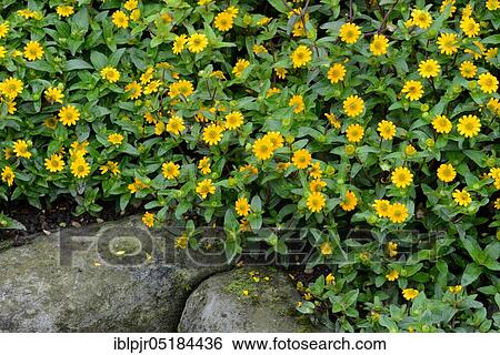 Stock Photograph - Creeping Zinnia ( Sanvitalia procumbens). Fotosearch