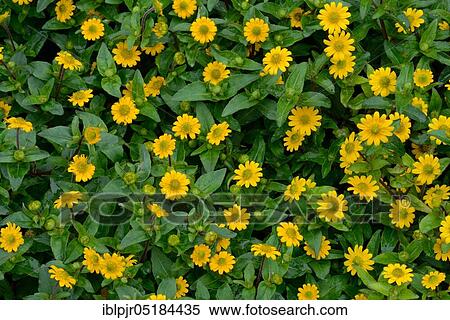 Creeping Zinnia ( Sanvitalia procumbens) View Large Photo Image Stock Photography - Creeping Zinnia ( Sanvitalia procumbens). Fotosearch