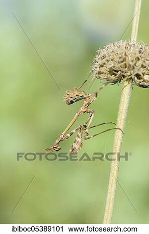 Crested grasshopper, Dalmatia (Empusa pennata), Croatia, Europe View Large Photo Image Stock Image - Crested grasshopper, Dalmatia (Empusa pennata), Croatia, Europe. Fotosearch