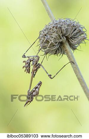 Crested grasshopper, Dalmatia (Empusa pennata), Croatia, Europe View Large Photo Image Stock Image - Crested grasshopper, Dalmatia (Empusa pennata), Croatia, Europe. Fotosearch
