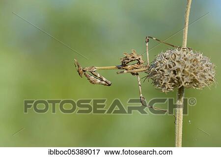 Crested grasshopper, Dalmatia (Empusa pennata), Croatia, Europe View Large Photo Image Stock Photo - Crested grasshopper, Dalmatia (Empusa pennata), Croatia, Europe. Fotosearch