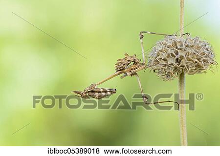 Stock Photo - Crested grasshopper, Dalmatia (Empusa pennata), Croatia, Europe. Fotosearch