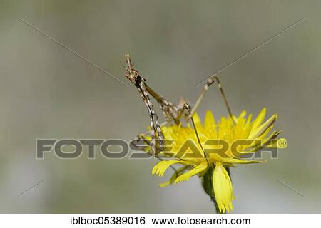 Crested grasshopper, Dalmatia (Empusa pennata), Croatia, Europe View Large Photo Image Stock Photograph - Crested grasshopper, Dalmatia (Empusa pennata), Croatia, Europe. Fotosearch