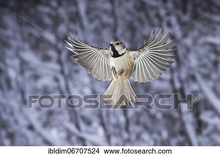 Crested tit (Parus cristatus), Crested tit in flight, North Rhine-Westphalia, Germany, Europe View Large Photo Image Picture - Crested tit (Parus cristatus), Crested tit in flight, North Rhine-Westphalia, Germany, Europe. Fotosearch