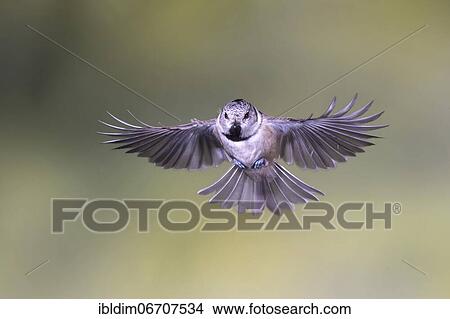 Crested tit (Parus cristatus), Crested tit in flight, North Rhine-Westphalia, Germany, Europe View Large Photo Image Picture - Crested tit (Parus cristatus), Crested tit in flight, North Rhine-Westphalia, Germany, Europe. Fotosearch