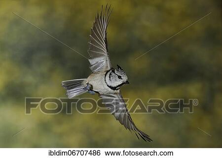 Stock Photograph - Crested tit (Parus cristatus), Crested tit in flight, North Rhine-Westphalia, Germany, Europe. Fotosearch