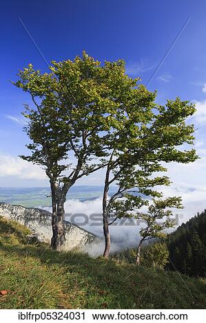 Stock Image - Creux du Van, Neuchâtel, Neuchâtel Jura, Switzerland, Europe. Fotosearch
