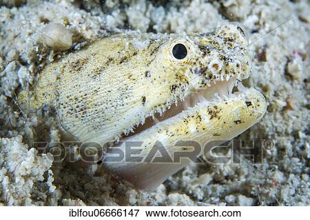 Crocodile snake eel (Brachysomophis crocodilinus), Cebu, Philippines, Asia View Large Photo Image Stock Photo - Crocodile snake eel (Brachysomophis crocodilinus), Cebu, Philippines, Asia. Fotosearch