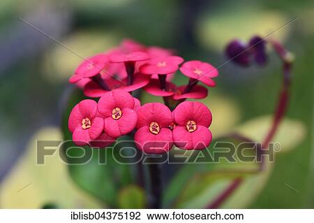 Crown of Thorns (Euphorbia milii), blossoms, Origin Africa, Jardín de Aclimatión de La Orotava Botanical Garden, Puerto de la Cruz, Tenerife, Spain, Europe View Large Photo Image Stock Image - Crown of Thorns (Euphorbia milii), blossoms, Origin Africa, Jardín de Aclimatión de La Orotava Botanical Garden, Puerto de la Cruz, Tenerife, Spain, Europe. Fotosearch