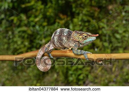 Cryptic chameleon (Calumma crypticum), male, rainforest, southeast Madagascar View Large Photo Image Picture - Cryptic chameleon (Calumma crypticum), male, rainforest, southeast Madagascar. Fotosearch