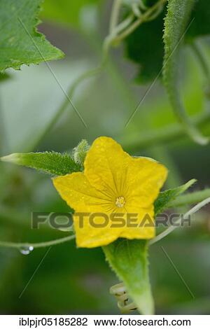 Stock Image - Cucumber, variety wheat, Cucumis sativus. Fotosearch