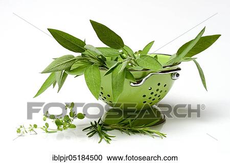 Stock Image - Culinary herbs, sage, and (Origanum vulgare), carbon copy. Fotosearch